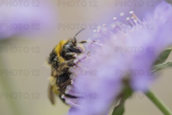 Buff tailed bumblebee (Bombus terrestris) adult bee insect feeding on a Field scabious flower in summer, England, United Kingdom