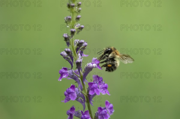 Common carder bumblebee (Bombus pascuorum) adult bee insect feeding on a garden Toadflax flower in summer, England, United Kingdom
