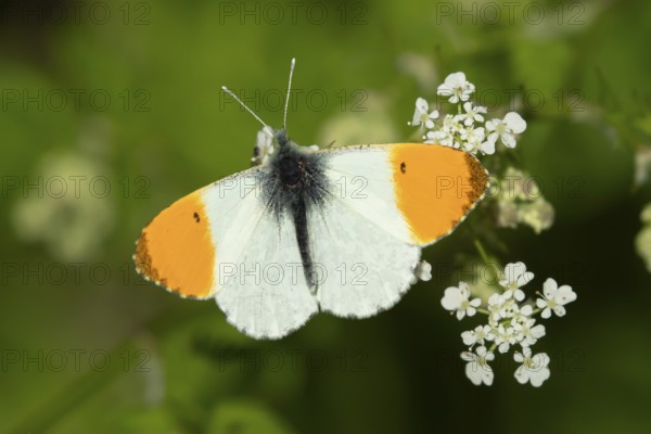 Orange tip butterfly (Anthocharis cardamines) adult insect feeding on a garden white Garlic mustard flower in spring, England, United Kingdom