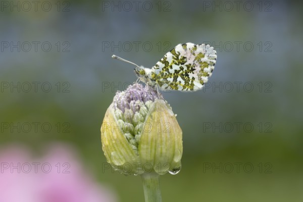 Orange tip butterfly (Anthocharis cardamines) adult insect resting on a garden Allium flower bud in spring, England, United Kingdom