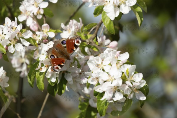 Peacock butterfly (Aglais io) adult insect feeding on fruit tree blossom flowers in spring, England, United Kingdom