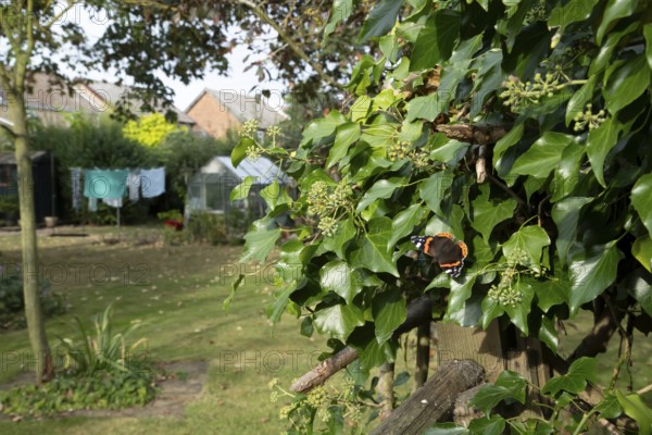 Red admiral butterfly (Vanessa atalanta) adult insect feeding on garden Ivy flowers in autumn, England, United Kingdom