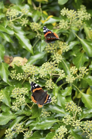 Red admiral butterfly (Vanessa atalanta) adult insect feeding on Ivy flowers in autumn, England, United Kingdom