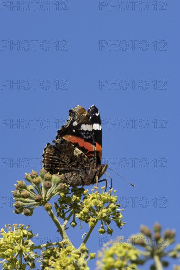 Red admiral butterfly (Vanessa atalanta) adult insect feeding on garden Ivy flowers in summer, England, United Kingdom