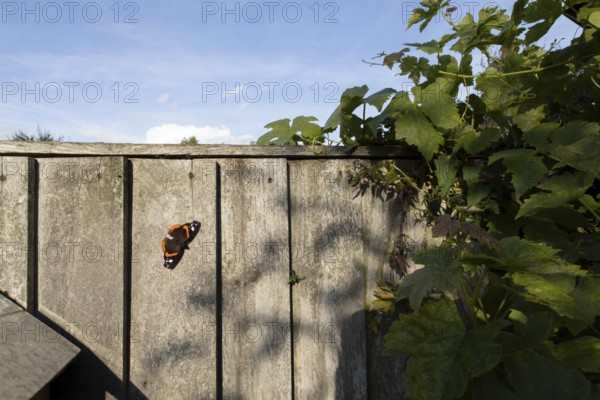 Red admiral butterfly (Vanessa atalanta) adult insect resting on a garden fence in summer, England, United Kingdom