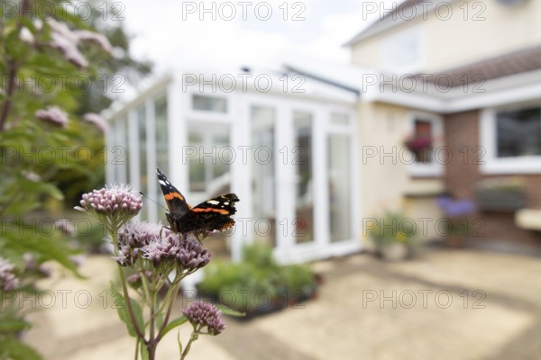 Red admiral butterfly (Vanessa atalanta) adult insect feeding on garden Hemp-agrimony flowers with an urban house in the background in summer, England, United Kingdom
