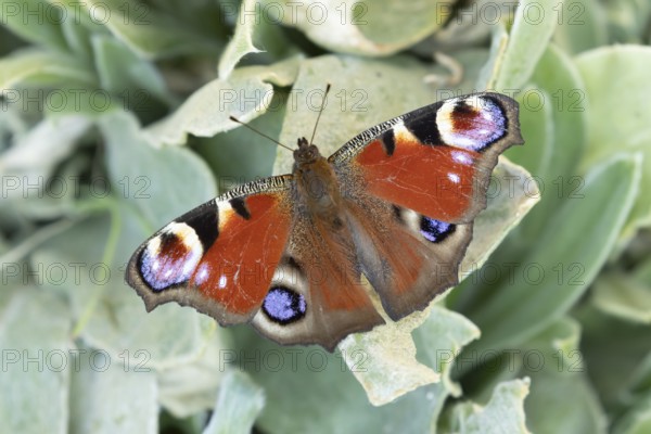 Peacock butterfly (Aglais io) adult insect resting on a garden plant leaf in summer, England, United Kingdom