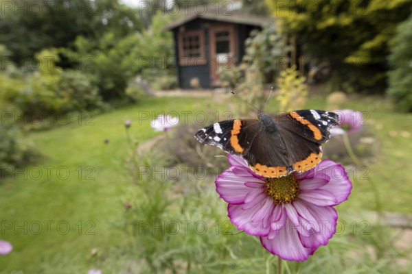 Red admiral butterfly (Vanessa atalanta) adult insect feeding on a garden Cosmos flower in summer, England, United Kingdom