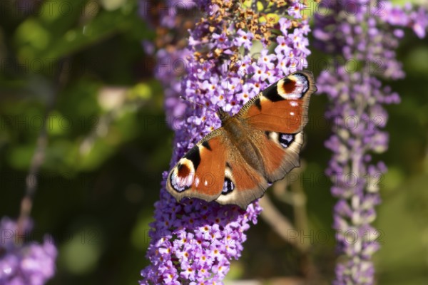 Peacock butterfly (Aglais io) adult insect feeding on garden purple Buddleia or Buddleja flowers in summer, England, United Kingdom
