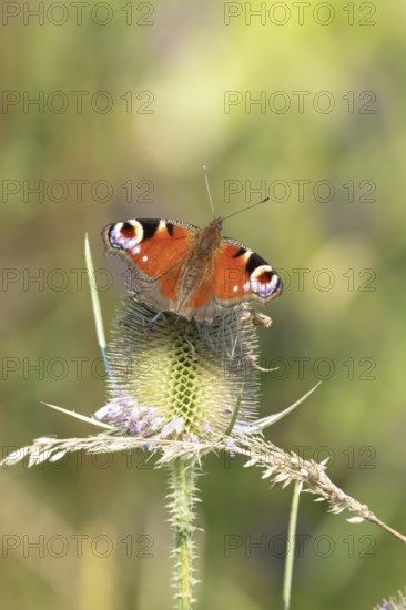 Peacock butterfly (Aglais io) adult insect feeding on a Teasel flower in summer, England, United Kingdom