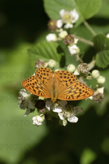 Silver-washed fritillary butterfly (Argynnis paphia) adult insect feeding on bramble flowers in summer, England, United Kingdom