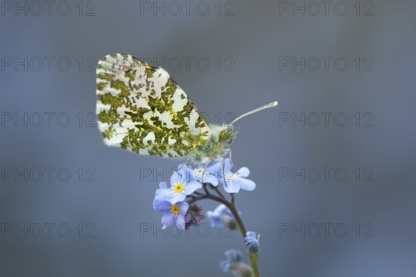 Orange tip butterfly (Anthocharis cardamines) adult insect on a garden blue Forget-me-not flower in spring, England, United Kingdom
