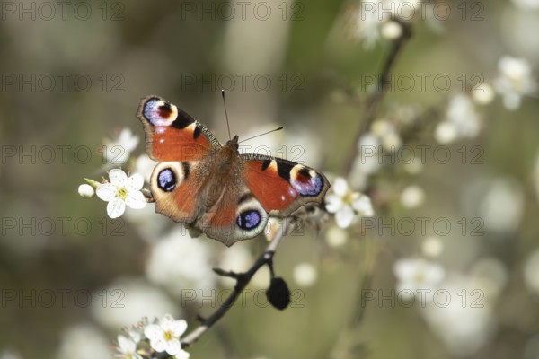 Peacock butterfly (Aglais io) adult insect feeding on Blackthorn blossom flowers in spring, England, United Kingdom