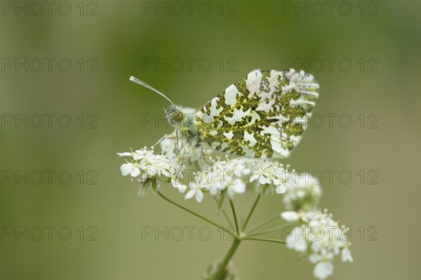 Orange tip butterfly (Anthocharis cardamines) adult insect on a garden white flower in spring, England, United Kingdom