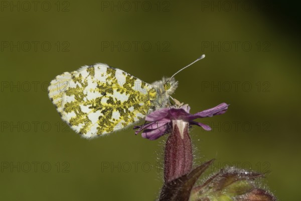 Orange tip butterfly (Anthocharis cardamines) adult insect on a garden Red campion flower in spring, England, United Kingdom