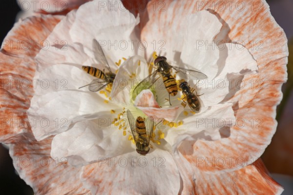 Common hoverfly (Eupeodes corollae) four adult insects feeding on a garden poppy flower in summer, England, United Kingdom