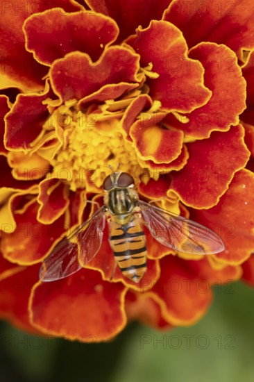 Common hoverfly (Eupeodes corollae) adult insect feeding on a garden French marigold flower in summer, England, United Kingdom