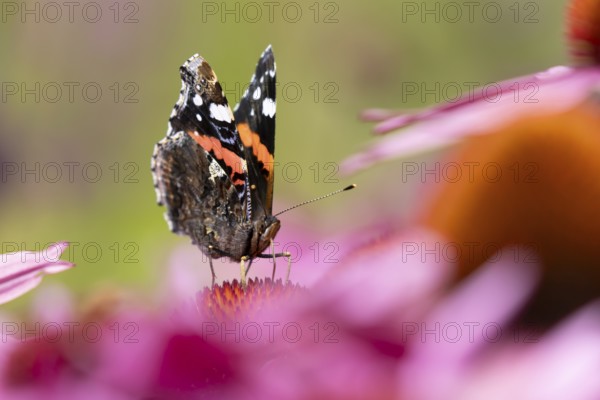 Red admiral butterfly (Vanessa atalanta) adult insect feeding on a garden purple Coneflower (Echinacea purpurea) flower in summer, England, United Kingdom