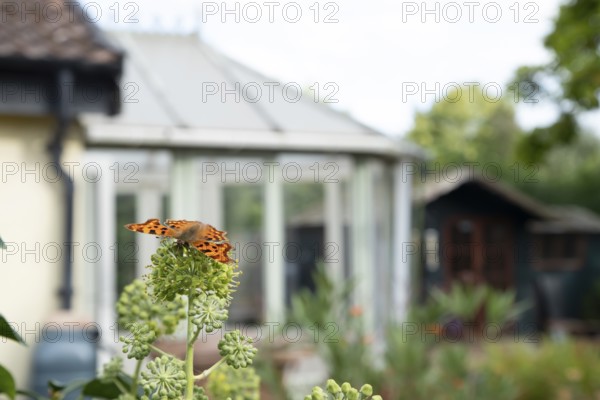 Comma butterfly (Polygonia c-album) adult insect feeding on Ivy flowers in a garden in summer, England, United Kingdom