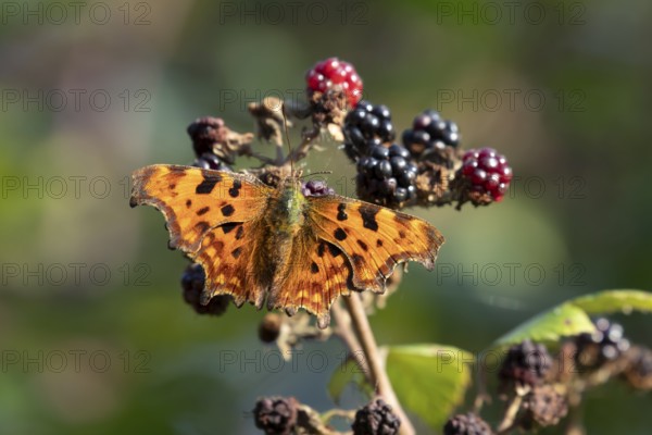 Comma butterfly (Polygonia c-album) adult insect on blackberries fruit in autumn, England, United Kingdom