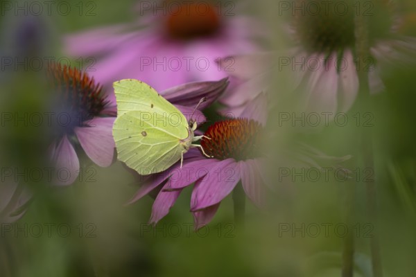 Brimstone butterfly (Gonepteryx rhamni) adult insect feeding on garden purple Coneflower (Echinacea purpurea) flower in summer, England, United Kingdom