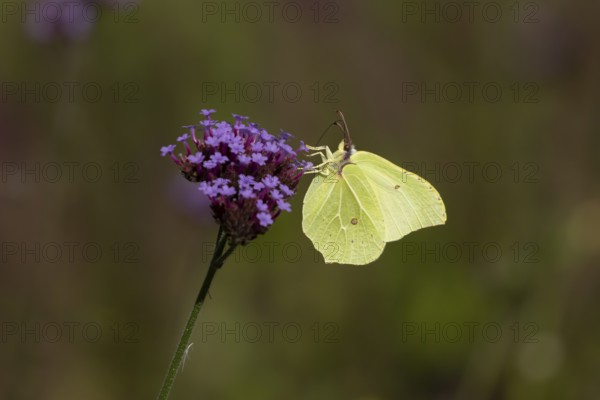 Brimstone butterfly (Gonepteryx rhamni) adult insect feeding on garden Verbena bonariensis flowers in summer, England, United Kingdom