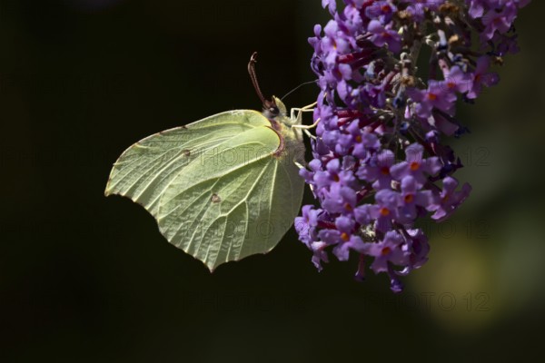 Brimstone butterfly (Gonepteryx rhamni) adult insect feeding on garden purple Buddleia or Buddleja flowers in summer, England, United Kingdom