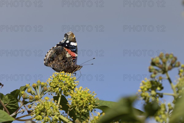 Red admiral butterfly (Vanessa atalanta) adult insect feeding on garden Ivy flowers in summer, England, United Kingdom