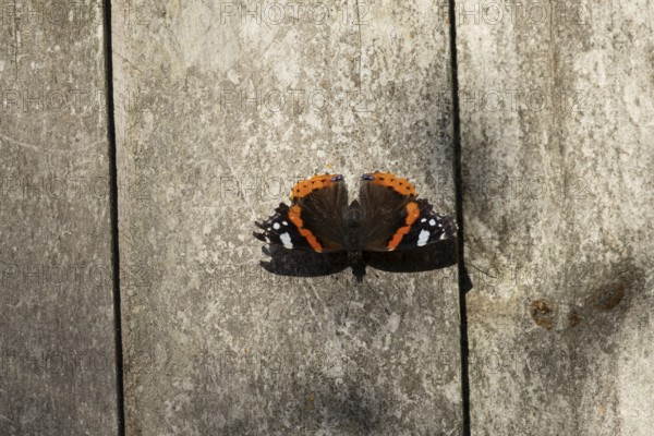 Red admiral butterfly (Vanessa atalanta) adult insect resting on a garden fence in summer, England, United Kingdom