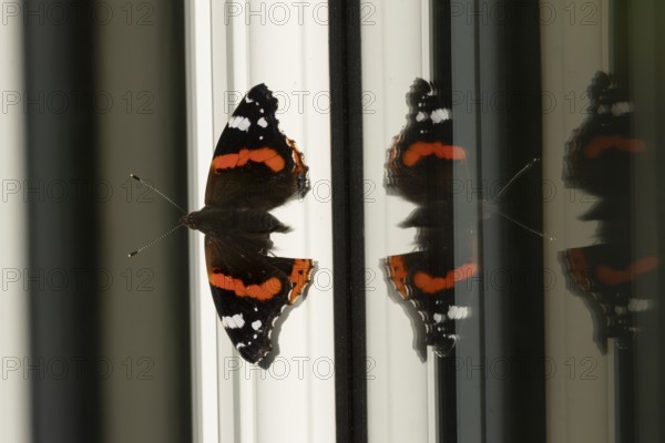 Red admiral butterfly (Vanessa atalanta) adult insect resting on a house conservatory window frame in summer, England, United Kingdom