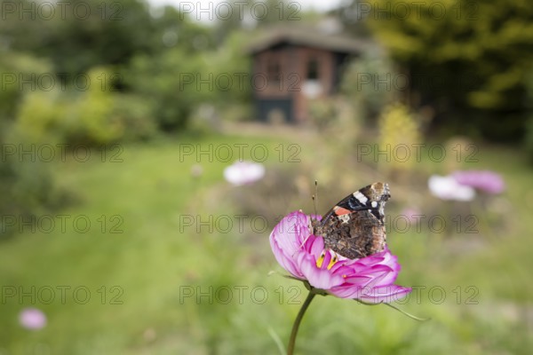 Red admiral butterfly (Vanessa atalanta) adult insect feeding on a garden Cosmos flower in summer, England, United Kingdom