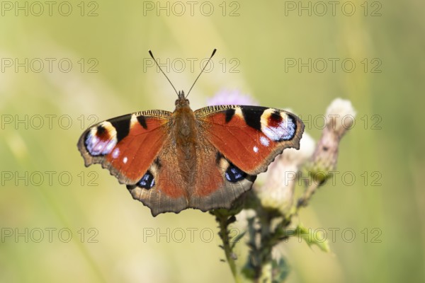 Peacock butterfly (Aglais io) adult insect feeding on a Thistle flower in summer, England, United Kingdom