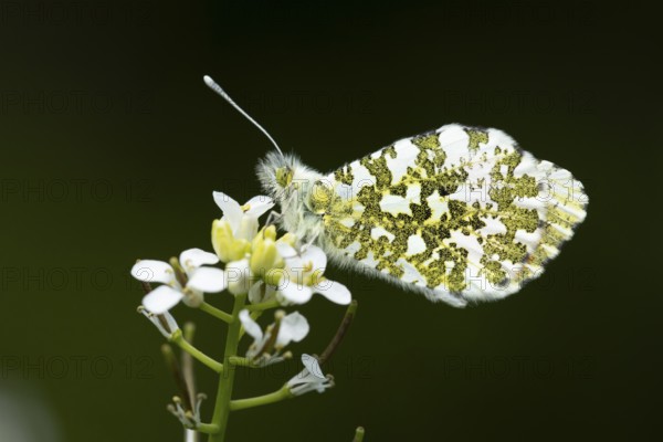 Orange tip butterfly (Anthocharis cardamines) adult insect feeding on a garden white Garlic mustard flower in spring, England, United Kingdom