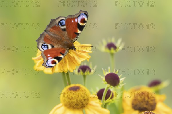 Peacock butterfly (Aglais io) adult insect feeding on a garden yellow Helenium flower in summer, England, United Kingdom