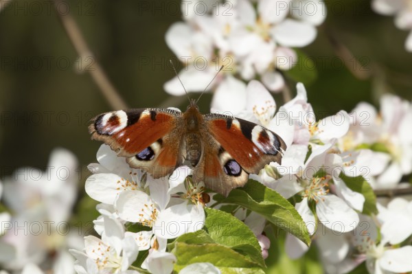 Peacock butterfly (Aglais io) adult insect feeding on fruit tree blossom flowers in spring, England, United Kingdom