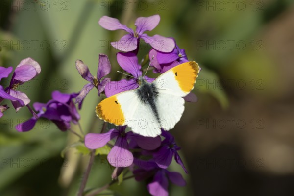 Orange tip butterfly (Anthocharis cardamines) adult insect feeding on a garden purple Honesty flower in spring, England, United Kingdom