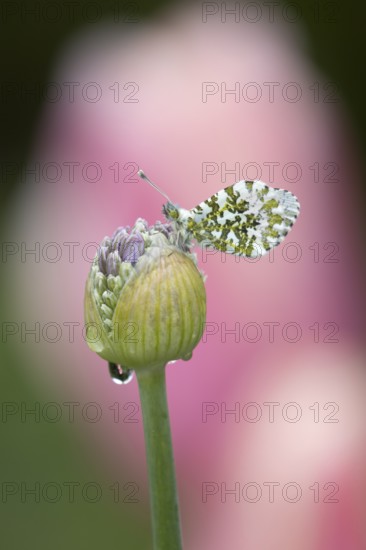 Orange tip butterfly (Anthocharis cardamines) adult insect resting on a garden Allium flower bud in spring, England, United Kingdom