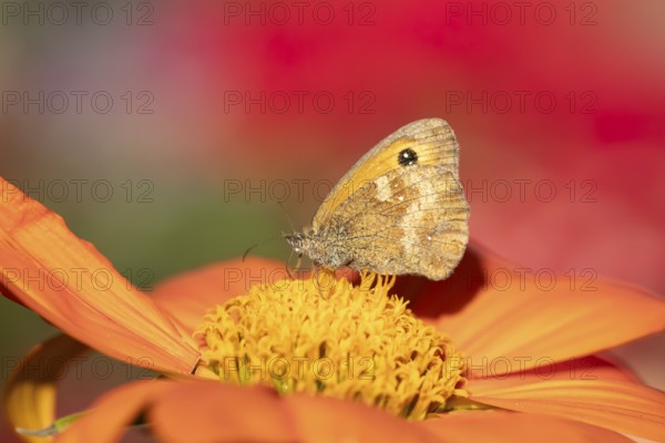 Meadow brown butterfly (Maniola jurtina) adult insect feeding on garden Mexican sunflower (Tithonia spp) flower in summer, England, United Kingdom