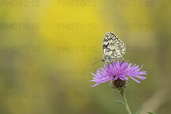 Marbled white butterfly (Melanargia galathea) adult insect feeding on a Knapweed flower in summer, England, United Kingdom