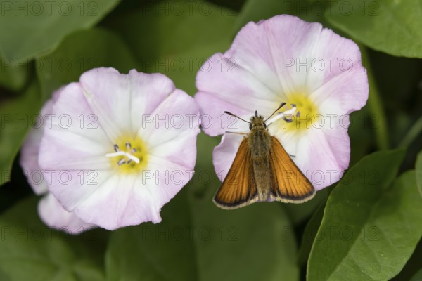 Large skipper butterfly (Ochlodes sylvanus) adult insect feeding on a Field bindweed flower in summer, England, United Kingdom