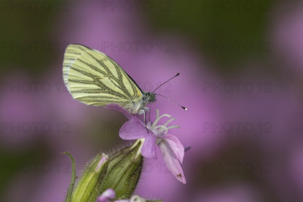 Green-veined white butterfly (Pieris napi) adult insect resting on a Red campion flower in spring, England, United Kingdom