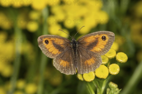 Gatekeeper butterfly (Pyronia tithonus) adult insect feeding on a Tansy flower in summer, England, United Kingdom