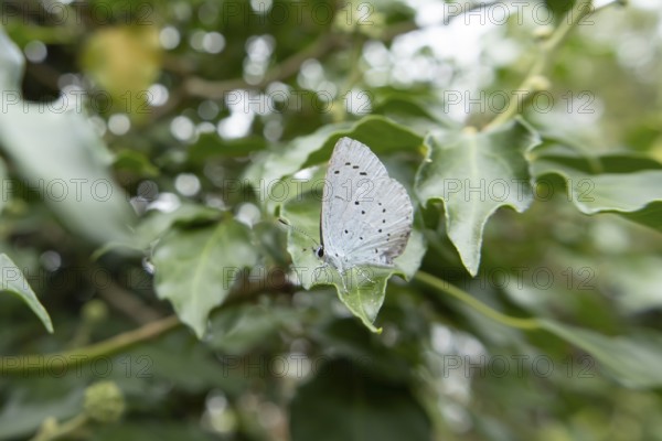 Holly blue butterfly (Celastrina argiolus) adult insect resting on a Holly tree leaf in summer, England, United Kingdom