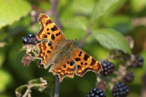 Comma butterfly (Polygonia c-album) adult insect on a blackberry fruit in autumn, England, United Kingdom