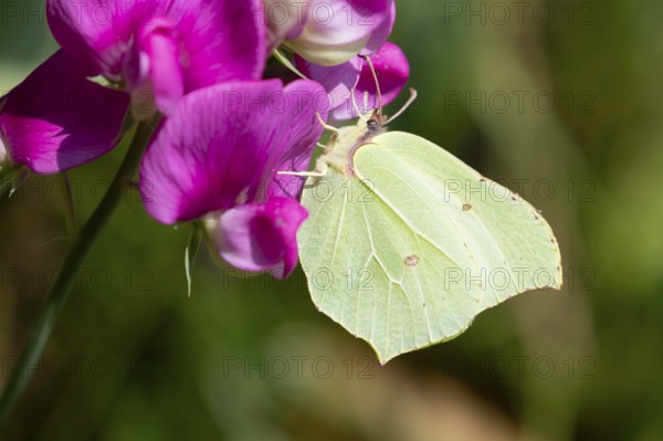 Brimstone butterfly (Gonepteryx rhamni) adult insect feeding on a garden Sweet pea flower in summer, England, United Kingdom