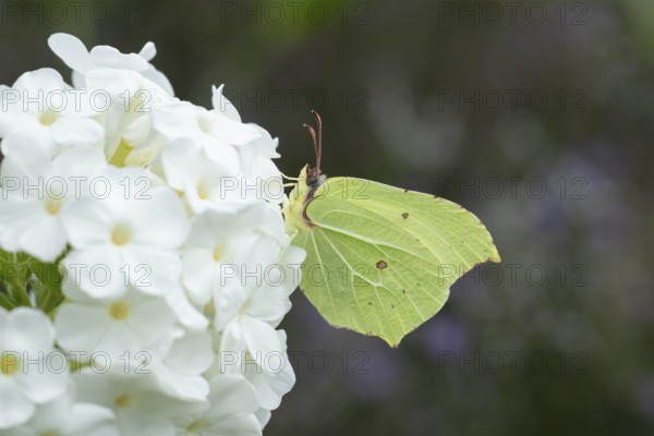 Brimstone butterfly (Gonepteryx rhamni) adult insect feeding on a garden white flower in summer, England, United Kingdom