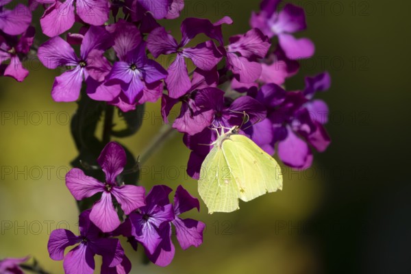 Brimstone butterfly (Gonepteryx rhamni) adult insect feeding on a garden purple Honesty flower in spring, England, United Kingdom