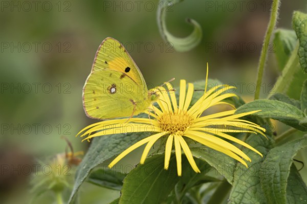Clouded yellow butterfly (Colias croceus) adult insect feeding on a yellow garden flower in summer, England, United Kingdom