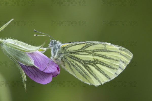 Green-veined white butterfly (Pieris napi) adult insect resting on a garden gernanium flower in spring, England, United Kingdom