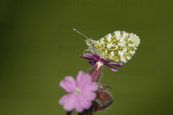 Orange tip butterfly (Anthocharis cardamines) adult insect on a garden Red campion flower in spring, England, United Kingdom